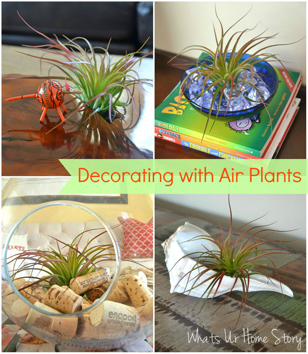Decorating with Air Plants