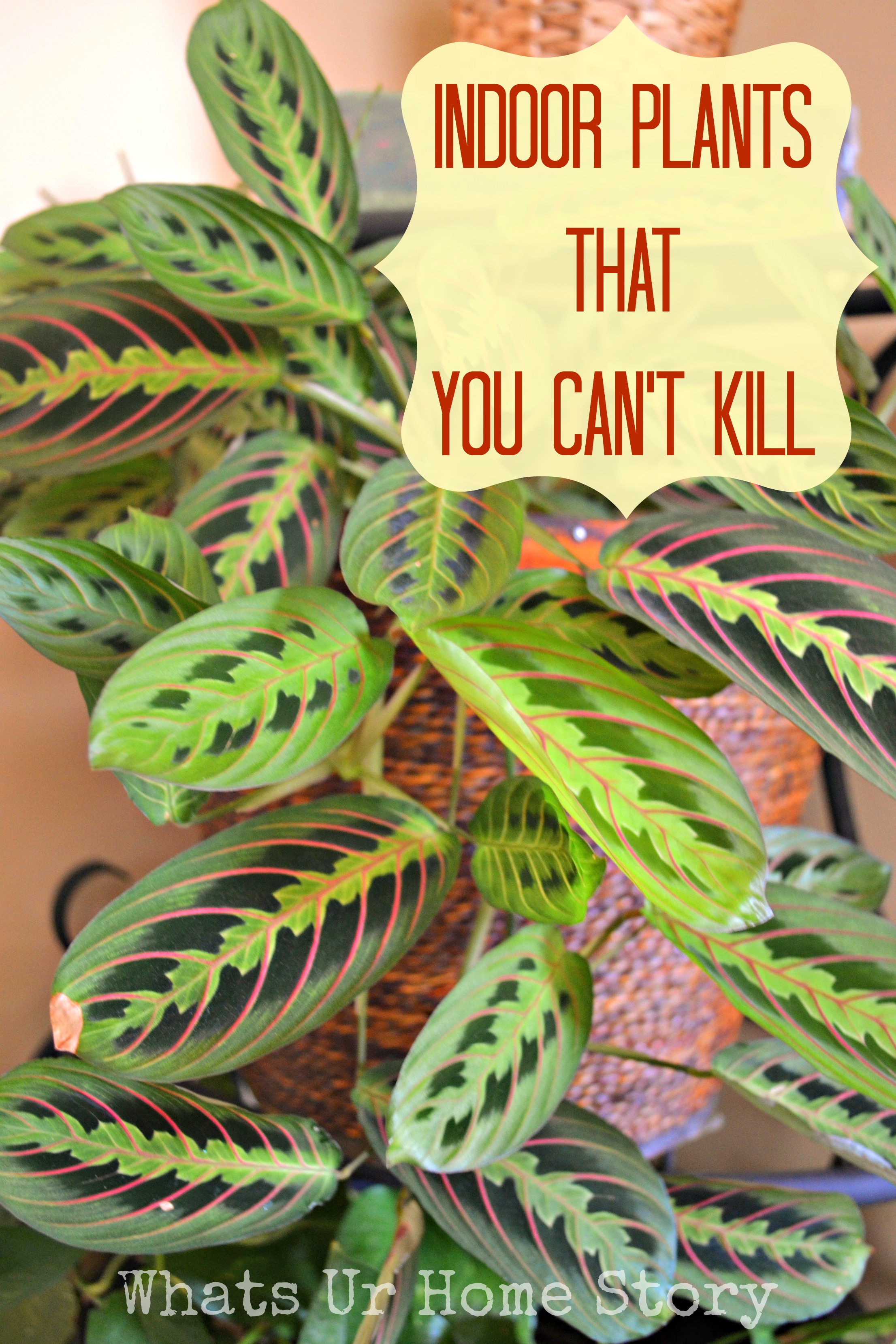 Indoor Plants that You Can't Kill